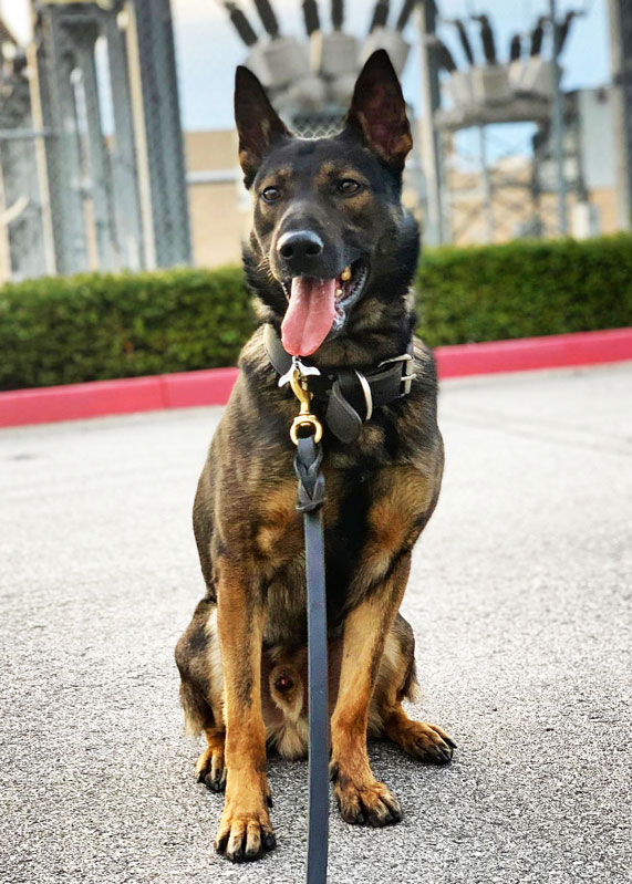 K9 Spotlight Winner: Jordan Potts & Pablo