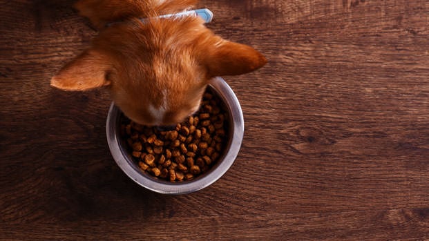 The Importance of Pet Food Digestibility & Palatability - Ray Allen  Manufacturing