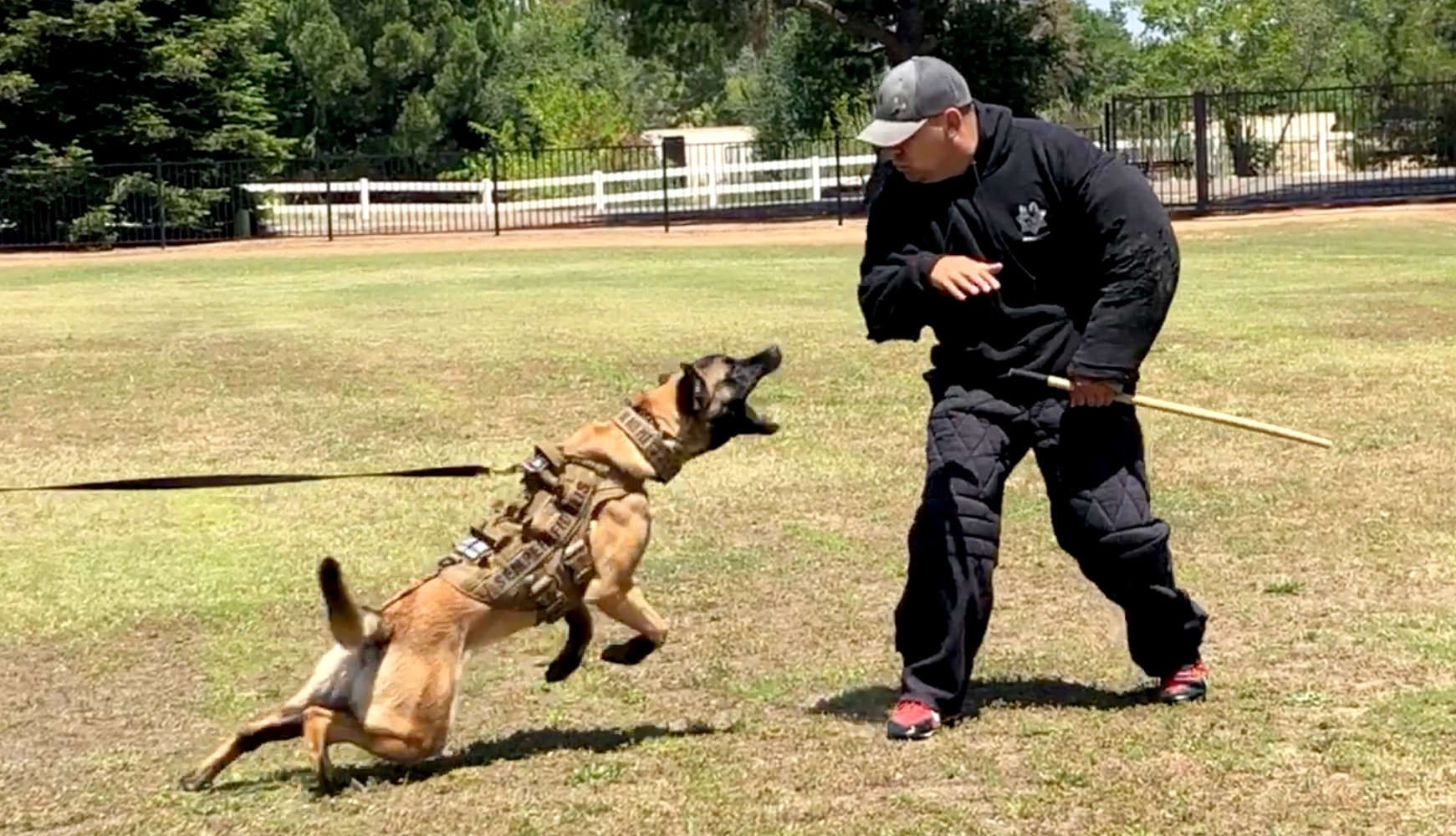 K9 Spotlight Winner: Ace - Personal Protection Dog