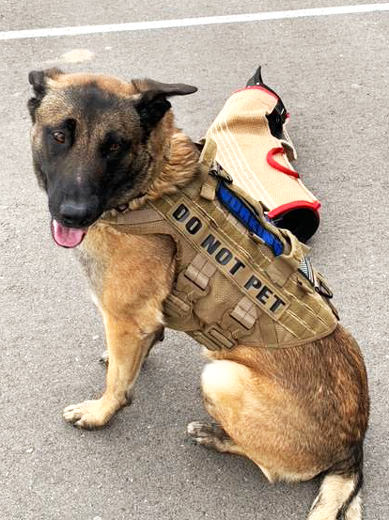K9 Ace - Personal Protection Dog