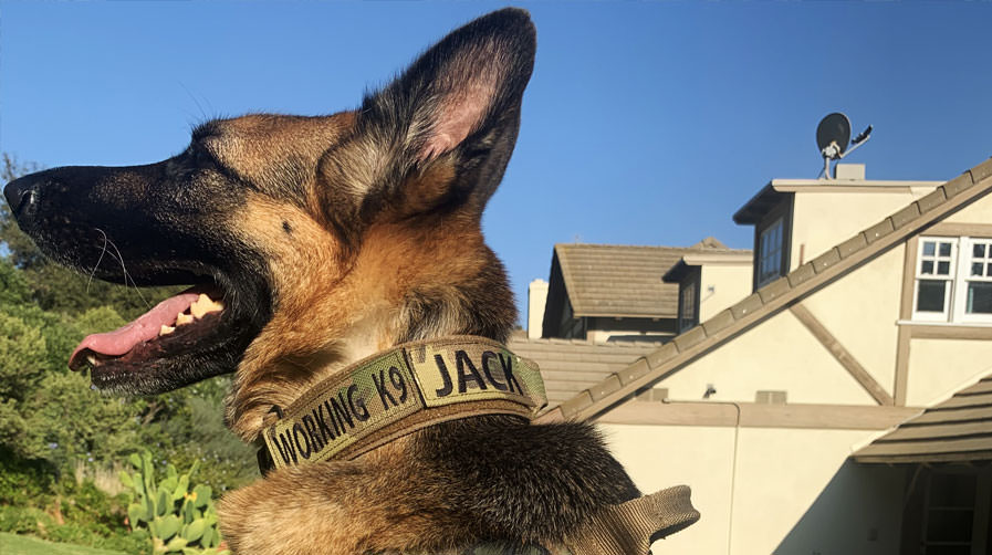 K9 Spotlight: Emily Yost & K9 Jack - Schutzhund, IPO, IPG