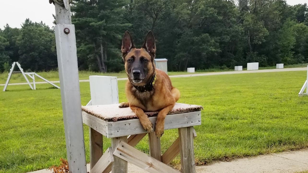k9-spotlight-thumb-03-22-25-nala.jpg