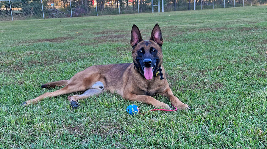 Ray Allen Manufacturing: K9 Spotlight Winner - Brad Kervin & k9 Chase