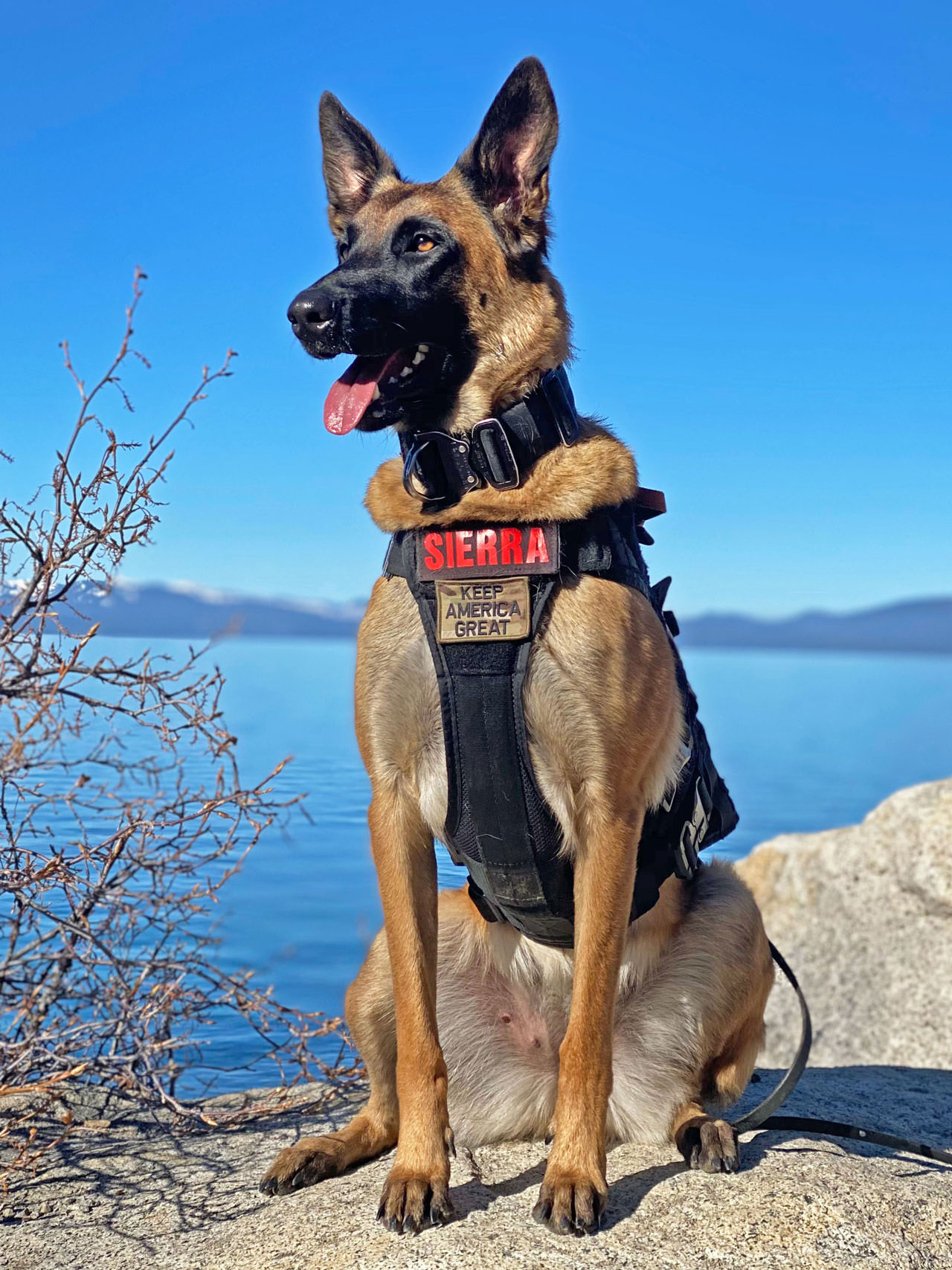 K9 Spotlight Winner - Michael Caragio & Sierra Ot Vitosha