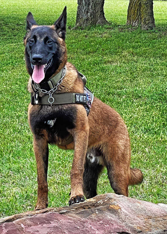 K9 Spotlight Winner: Jef Verswyvel and Yver