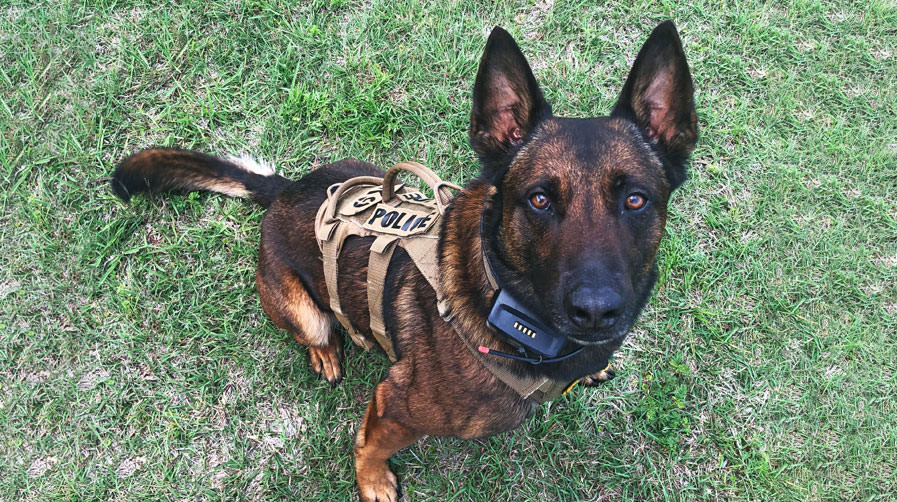 K9 Spotlight Winner: Michael Bucher & K9 Andor