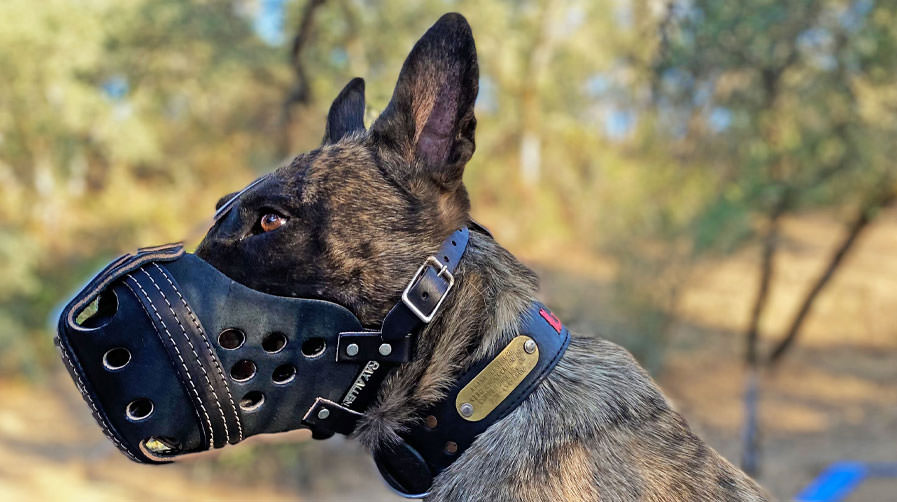 K9 Spotlight Winner: Amina Westberg and Layla