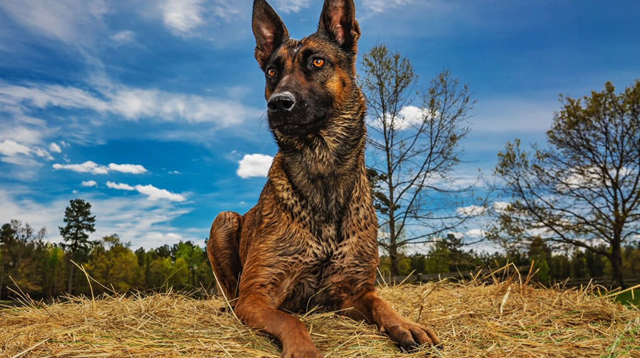 Ray Allen Manufacturing: K9 Spotlight Winner - Dale McClellan & Storm