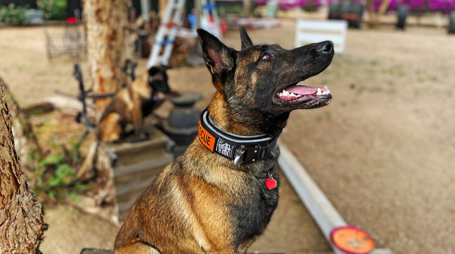 K9 Spotlight Winner: Ed Farac with Rogue & Neera