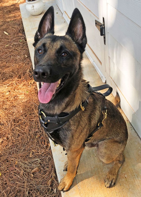 K9 Spotlight Winner: Kristen Berry & Pilot