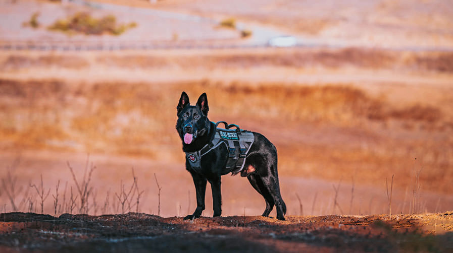 K9 Spotlight Winner - Tristan Townley & Yagami