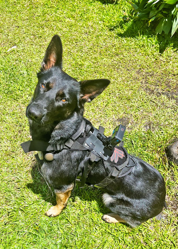 K9 Spotlight: Kaleb Fontenot and Freya