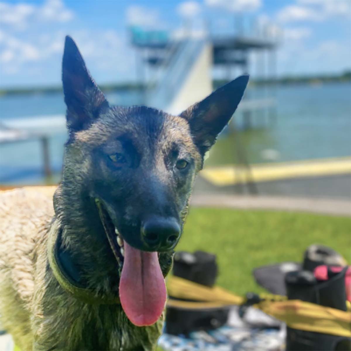 K9 Spotlight: Jason Cain and IVY